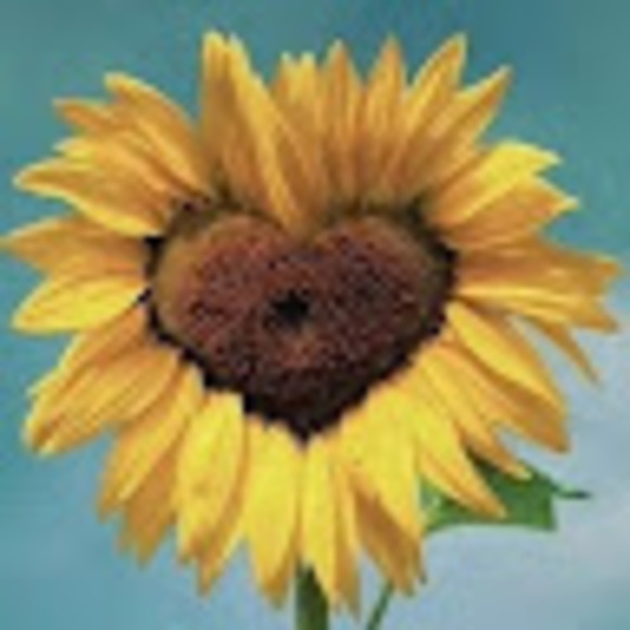 crispysunflower